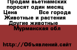 Продам вьетнамских поросят,один месяц › Цена ­ 3 000 - Все города Животные и растения » Другие животные   . Мурманская обл.